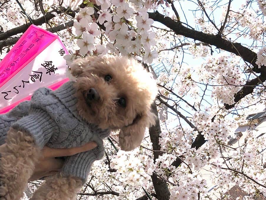 時東ぁみさんのインスタグラム写真 - (時東ぁみInstagram)「今年も愛犬くんとお花見できた🌸 ・ 毎年恒例にして一緒に過ごせてることに感謝してます！！ ・ みんなはお花見できましたかー？？ ・ #時東ぁみ #お花見 #桜 #cherryblossom #中目黒 #nakameguro #愛犬 #トイプードル #toypoodle #男の子 #彼氏 #息子 #デート #cuun #雑誌連載中 #いぬすたぐらむ #犬バカ部」4月6日 10時11分 - amitokito