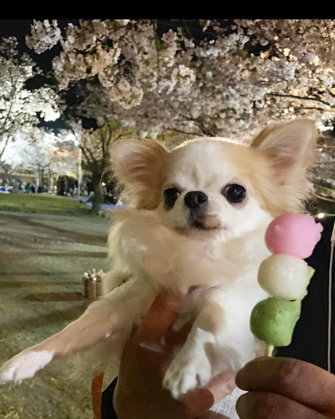 tetoyanyanさんのインスタグラム写真 - (tetoyanyanInstagram)「﻿﻿﻿ ﻿ ﻿﻿﻿﻿ ﻿﻿﻿ Night cherry blossom🌸﻿ 平成最後のお花見〜🌸 ﻿﻿﻿﻿ ﻿﻿﻿﻿ 団子🍡とテトやん♡﻿ ﻿ ﻿ 今日もステキな1日を😊💕😊💕﻿ ﻿﻿﻿﻿ ﻿﻿﻿﻿ ﻿﻿﻿﻿ ﻿﻿﻿﻿ #チワワ#dogstagram#petstagram#petoftheday#instachihuahua#chihuahuaofinstagram#chihuahualove#chihuahualover#chihuahua#chihuahuas#ちわわ#チワワ#ロングコートチワワ#igersjp#イヌスタグラム#dogfashion#onlychihuahuas#chihuahualife#chihuahuafanatics#puppystagram#cutepetclub#igcutest_animals#ふわもこ部#お花見﻿﻿ ﻿﻿﻿﻿ ﻿﻿﻿﻿ ﻿」4月6日 10時15分 - tetoyanyan