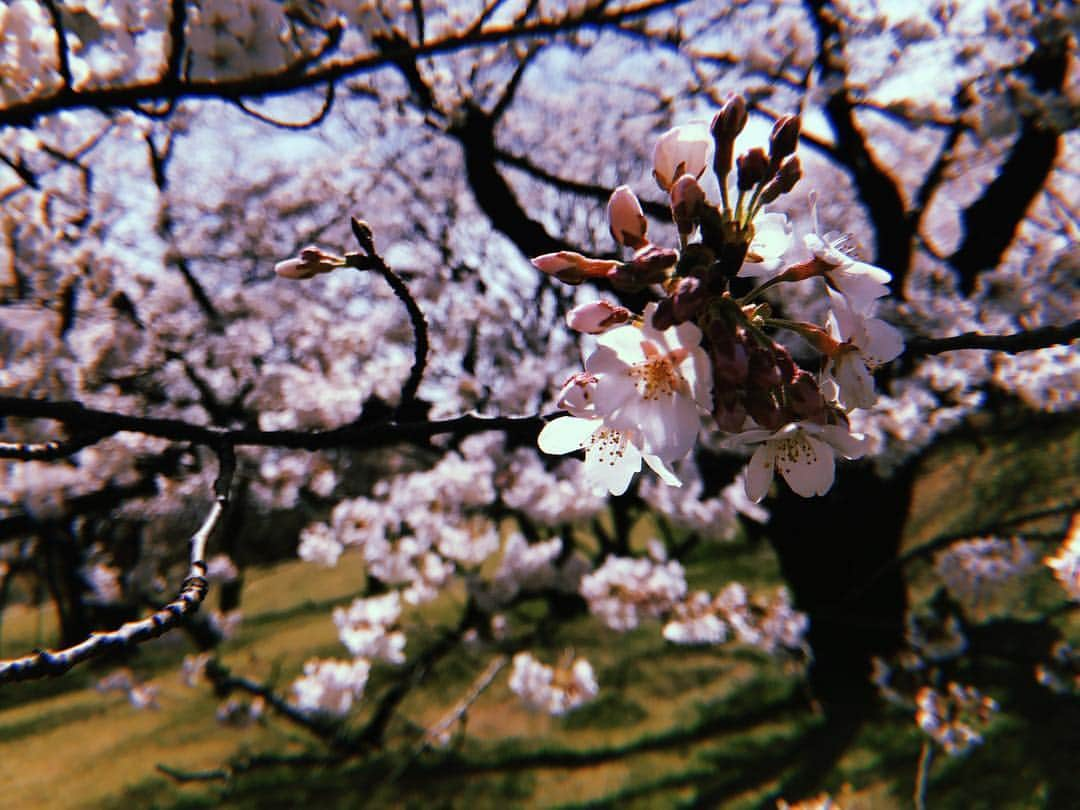 加弥乃さんのインスタグラム写真 - (加弥乃Instagram)「袖に、はらり🤭📸 #桜の花びらたち」4月6日 10時16分 - kayano210