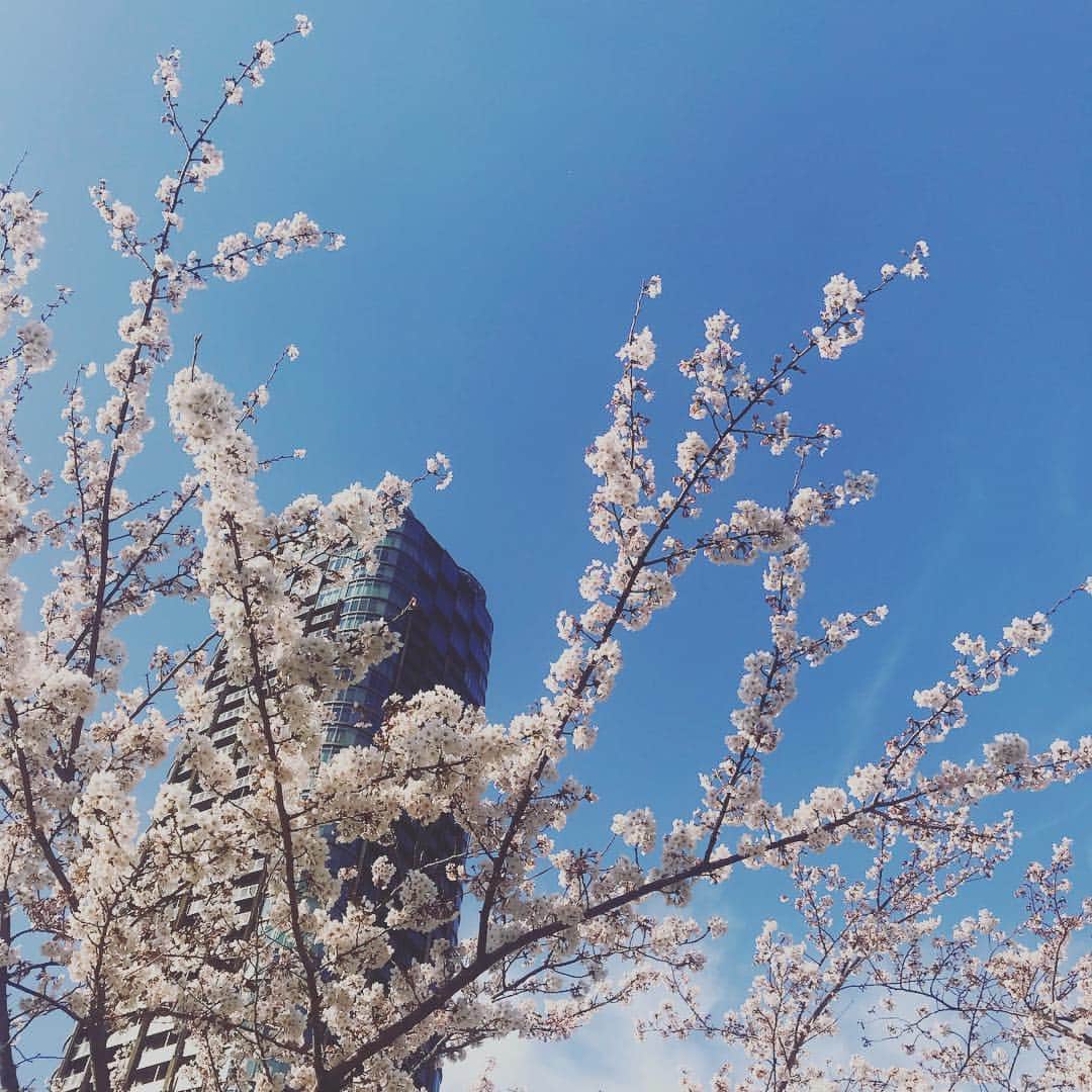 小泉里子さんのインスタグラム写真 - (小泉里子Instagram)「やっと桜を落ち着いて見れた。 #tokyo #cherryblossom #2019」4月6日 10時16分 - satokokoizum1