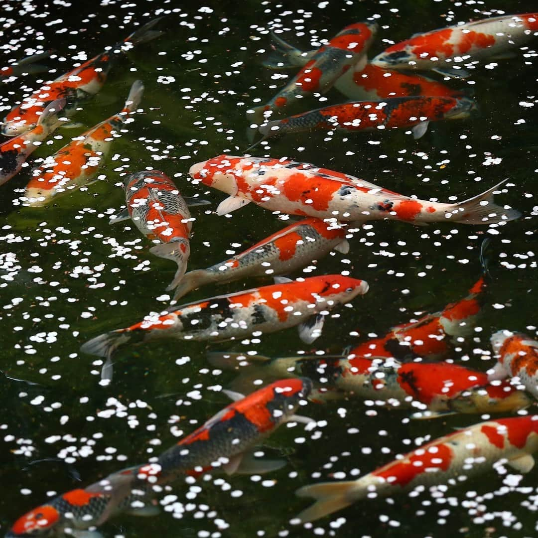 八芳園のインスタグラム