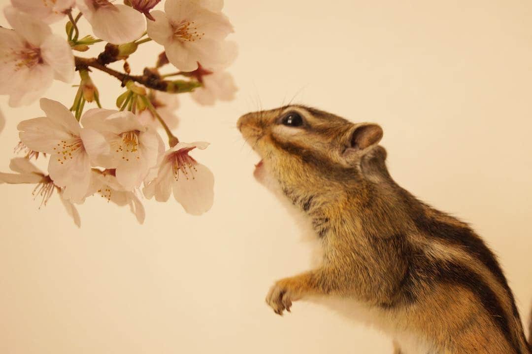 ビッケ & トッドさんのインスタグラム写真 - (ビッケ & トッドInstagram)「#Tod It’s the best time to look at the cherry blossoms!  花より団子…でもお花が美味しそう… 昨日は #駒沢公園 で桜を堪能。 落ちていた枝を水にさしたら少し元気に♪  #シマリス展ー小さな野性と暮らすー ジョイフル本田ニューポートひたちなか店にて好評開催中 土日は可愛いシマリスグッズが盛り沢山♪ #シマリス展 のタグで是非ご感想お聞かせ下さいませ。 #まるっと小動物展 in広島も開催中 本日新作のキーカードケースが入荷予定。 是非遊びにいらしてください♪  #chipmunk #シマリス」4月6日 10時17分 - bikke_the_chip