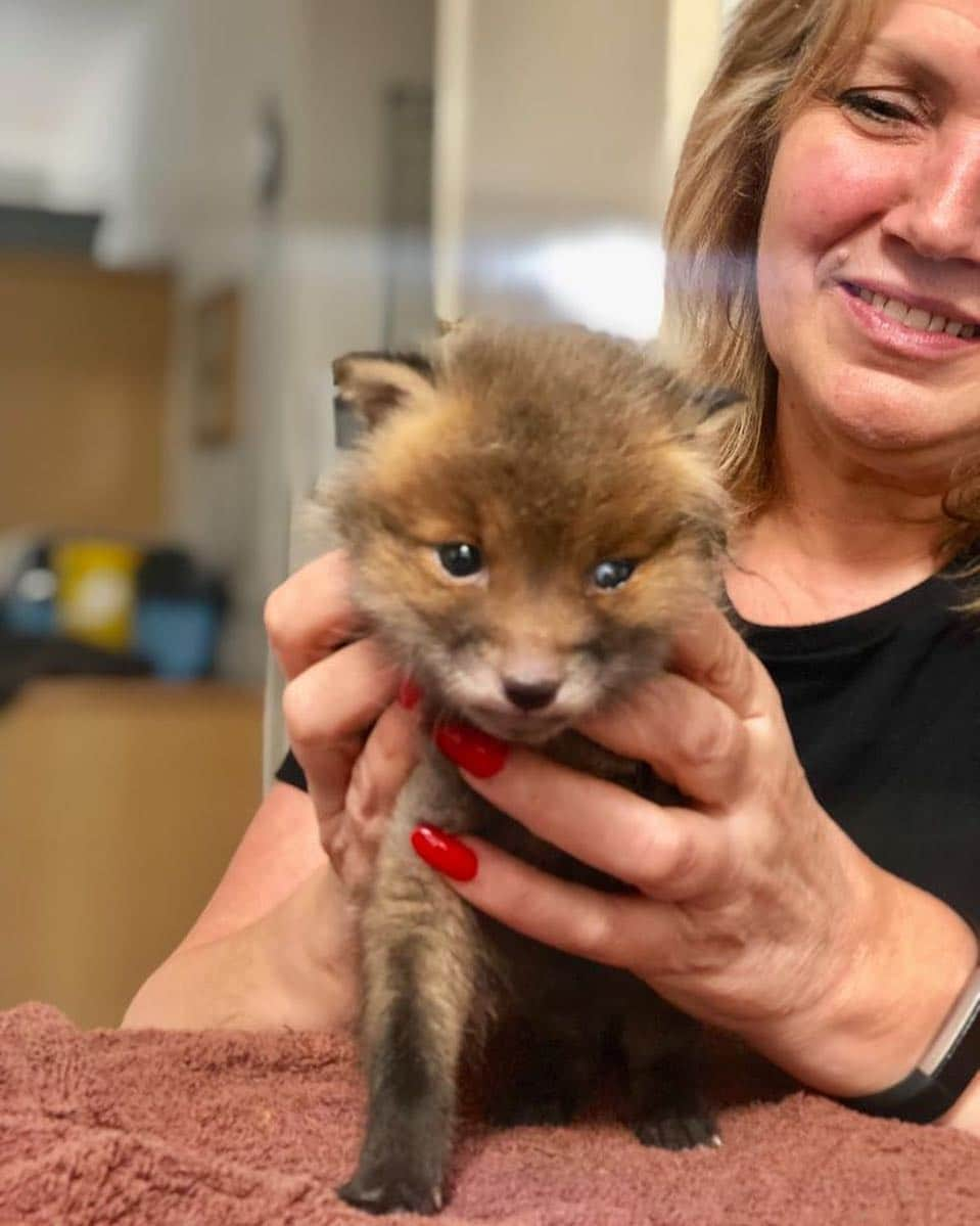 ブライアン・メイさんのインスタグラム写真 - (ブライアン・メイInstagram)「And we have one more baby ! This is Hannah Solo - who was rescued all alone as the sole survivor of a tragedy. She’s a few days older than Do, Re, Mi, Fa, So, La, and Ti, and - as you can see - she’s a little bit redder and pointier in the face.  Soon she will have seven playmates - and Anne has an amazing trick for getting the family to accept her as a sister. You will see !!! Bri」4月6日 10時30分 - brianmayforreal