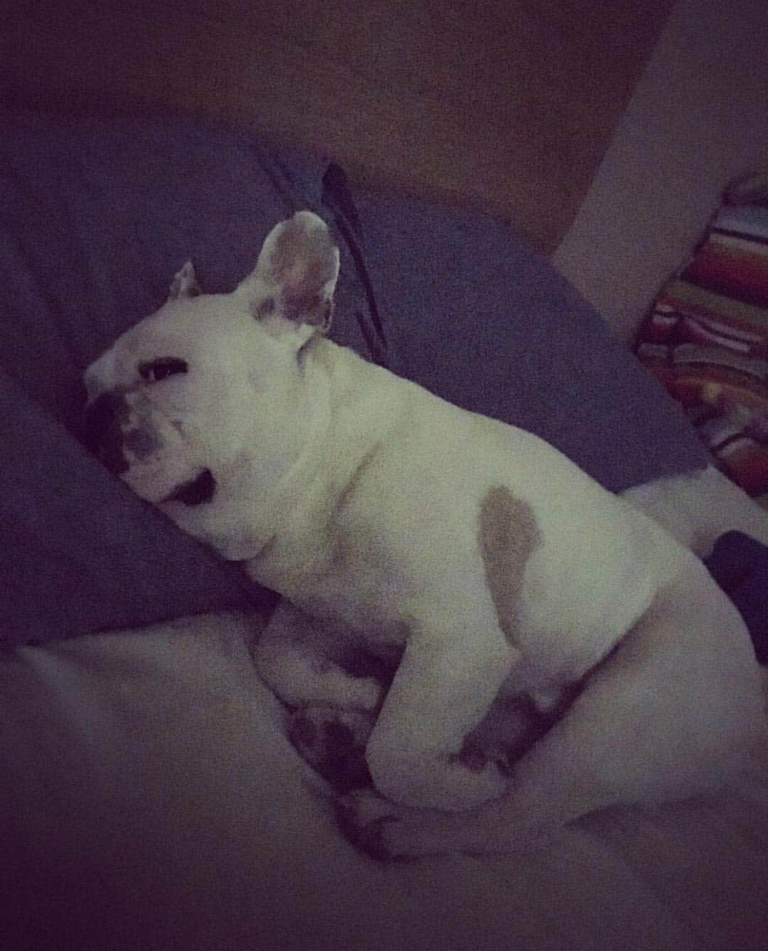 鑑田幸代さんのインスタグラム写真 - (鑑田幸代Instagram)「端に置いやられる件🥺 #可愛いから許すよ #でも枕2つ使うよね #近すぎて寝息で起こされる #frenchbulldog  #frenchbulldogs  #french_bulldogs  #frenchie  #buhi  #ハニーパイド #フレブル  #グース #グーちゃん」4月6日 10時24分 - yu_ki_yoo