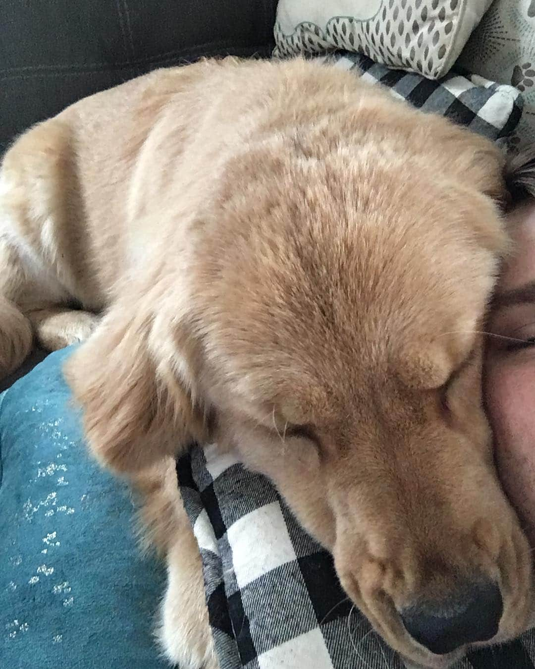 モヒートさんのインスタグラム写真 - (モヒートInstagram)「Cuddles with daddy and julep 💜 ------------------------------- #goldensofig #goldenretriever  #goldenretrieversofinstagram #betterwithpets #dogsofig  #dogsofinstagram #fluffypack #gloriousgoldens #welovegoldens #ilovemydog #goldenlife #bestwoof #ProPlanDog #ilovegolden_retrievers #mydogiscutest #retrieversgram #dogsofcle」4月6日 10時33分 - mojito_rose_family