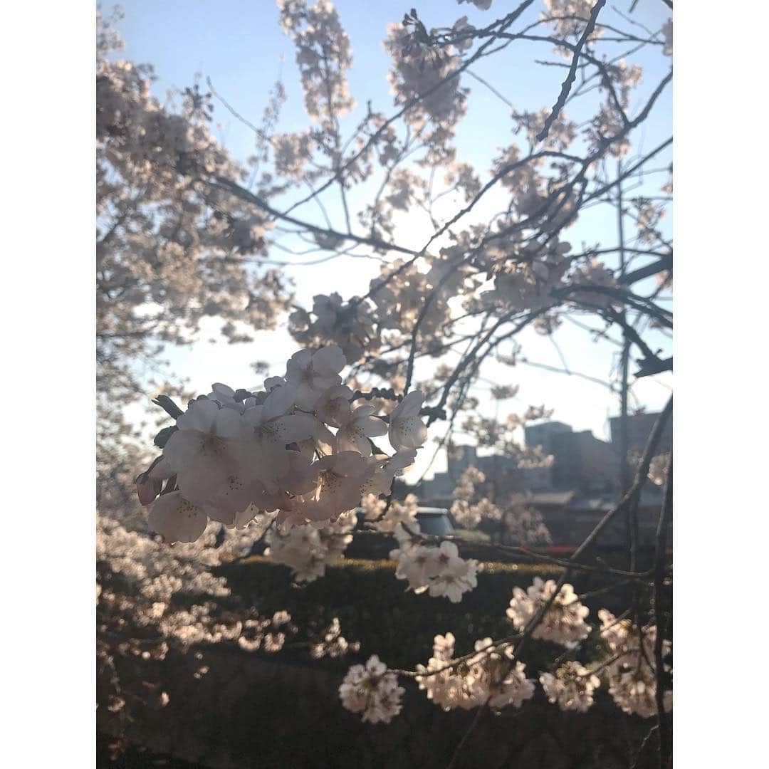 秦まり子さんのインスタグラム写真 - (秦まり子Instagram)「未だにまんぷくロス。そしたら今日、福ちゃんが夢枕に立った😮 なので録りためたなつぞらを始めることにする🌸 写真は 初めて見ることができた京都の桜と春の鴨川。綺麗だったな〜。 #桜#春#京都#cherryblossom#kyoto#japan#spring」4月6日 10時51分 - marikohata_