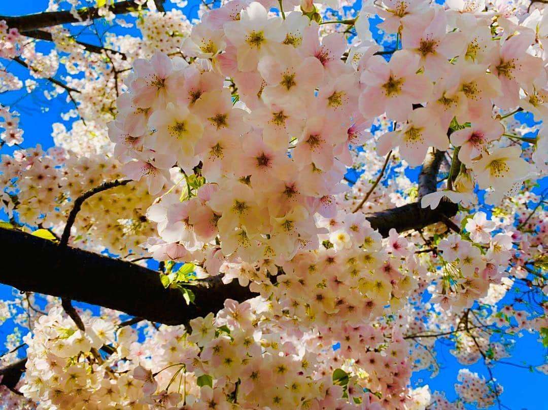 マイケル富岡さんのインスタグラム写真 - (マイケル富岡Instagram)「やっぱ目黒川♡ #桜 #満開 #cherryblossom #love #beautiful #nature #spring #マイケル富岡 #俳優 #タレント #春 #お花見 #お散歩 #モコ #愛犬 #愛犬家」4月6日 10時46分 - michaeltomioka