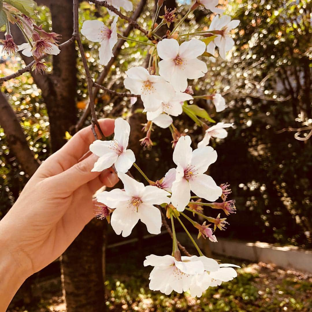 工藤静香さんのインスタグラム写真 - (工藤静香Instagram)「四月生まれの皆様 お誕生日おめでとうございます。  桜が見事なこの月に命を与えて頂けた事に感謝ですね😊  私は人生の折り返しを過ぎていますが、しっかりとした素敵な大人になれているのだろうか？と考える時が多々あります😊  余る程の愛情だけはぎっしり私の中に詰まっているのだが😊  至らない所は徐々に改善して時を重ねていきたいと思っています。 そして毎日を大切に過ごしていきましょうね！  お庭の桜🌸も見納めです。今年は1番綺麗に咲いてくれたので、 皆さんと共有させてください。  ありがとう💕🌸 🌸🌸 🌸私の触っている部分は、下に長く垂れ下がっている部分で剪定してお部屋に飾る部分ですのでご安心下さい😊」4月6日 10時53分 - kudo_shizuka