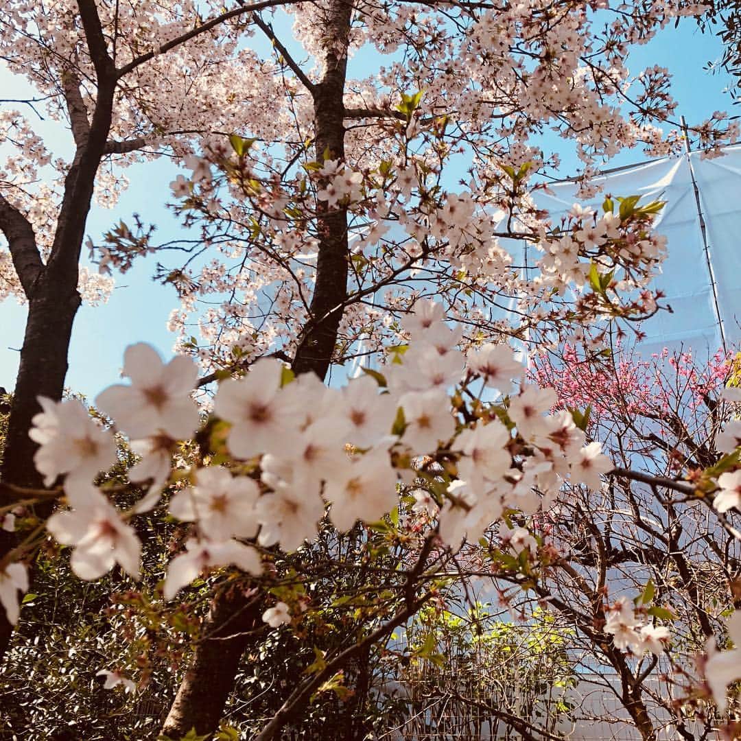 工藤静香さんのインスタグラム写真 - (工藤静香Instagram)「四月生まれの皆様 お誕生日おめでとうございます。  桜が見事なこの月に命を与えて頂けた事に感謝ですね😊  私は人生の折り返しを過ぎていますが、しっかりとした素敵な大人になれているのだろうか？と考える時が多々あります😊  余る程の愛情だけはぎっしり私の中に詰まっているのだが😊  至らない所は徐々に改善して時を重ねていきたいと思っています。 そして毎日を大切に過ごしていきましょうね！  お庭の桜🌸も見納めです。今年は1番綺麗に咲いてくれたので、 皆さんと共有させてください。  ありがとう💕🌸 🌸🌸 🌸私の触っている部分は、下に長く垂れ下がっている部分で剪定してお部屋に飾る部分ですのでご安心下さい😊」4月6日 10時53分 - kudo_shizuka
