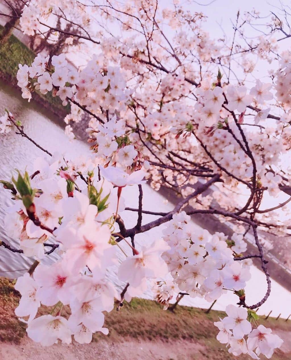 のインスタグラム：「. #🌸 #桜 #sakura #サクラ #さくら #cherryblossom . お昼間にゆっくりお花見をしたかったけど、時は流れてゆく、、、🌸🌸自分も日本人なんだなと思ふ。 さくら、いとをかし。 #japan #🇯🇵 #👘 #🗼 #🍙 #日本 #花見 #文化 #お弁当 #食べたい #唐揚げ弁当」
