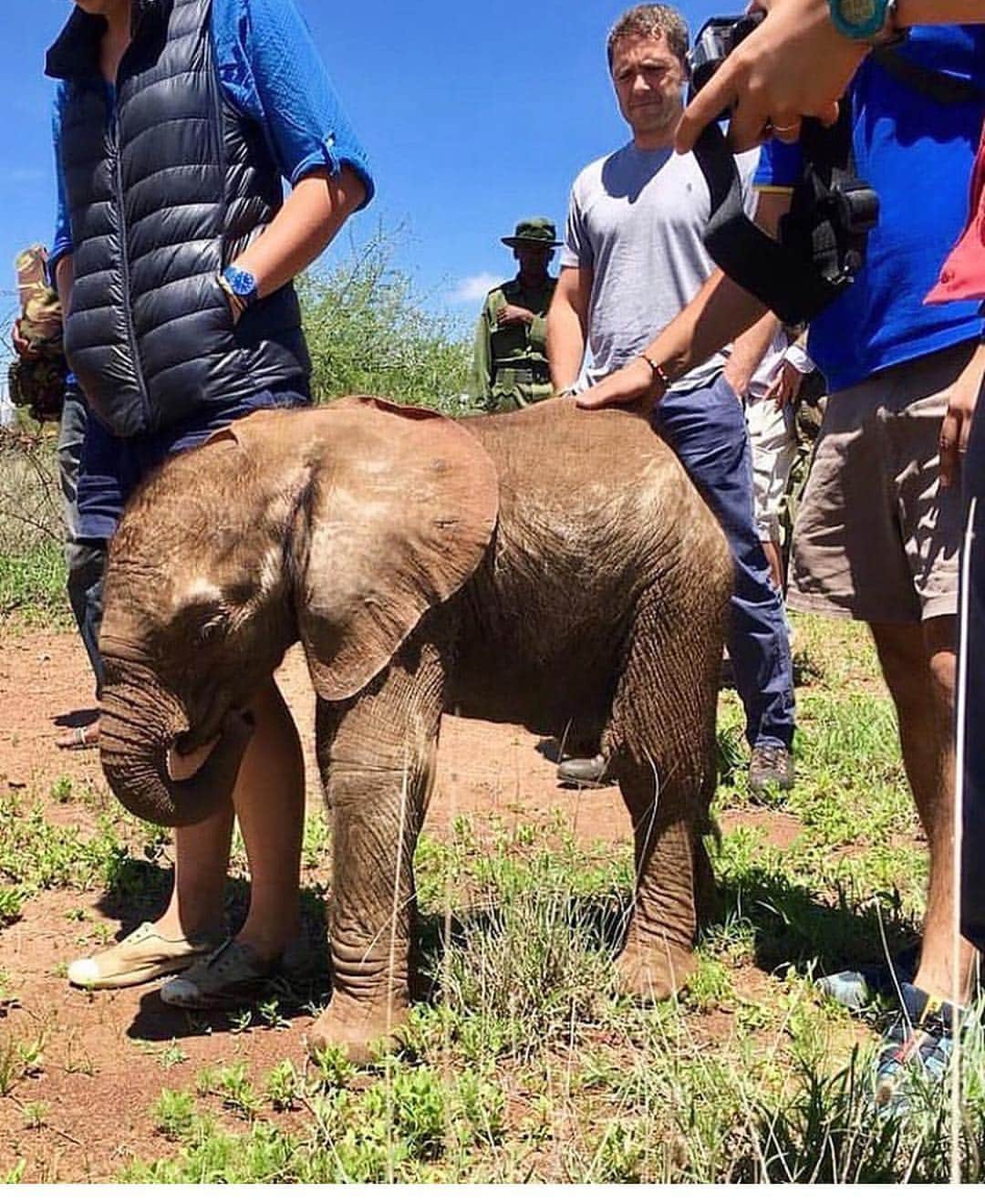 WildLifeさんのインスタグラム写真 - (WildLifeInstagram)「Tiny baby elephant airlifted to #Reteti elephant sanctuary - just one month old this little ele was abandoned - likely due to the heavy rains - and efforts to locate his family were in vain. Found wondering alone at @loisaba_conservancy and in good health, he’ll now have a 2nd chance at Reteti, joining many other orphans, and eventually released back into the wild. Thanks to @batian_kenya and the 51 Degrees team, the keepers at Reteti and @matthewmutinda of KWS, for always being there. Thanks to Doungu Smith for the photos 📸 and for piloting our #cessnacaravan. #conservationinaction #laikipia #bushflying #saveourelephants 🐘🐘🐘photo and caption by @tropicairkenya found via @wildlifeplanet」4月6日 11時06分 - wildlifepage