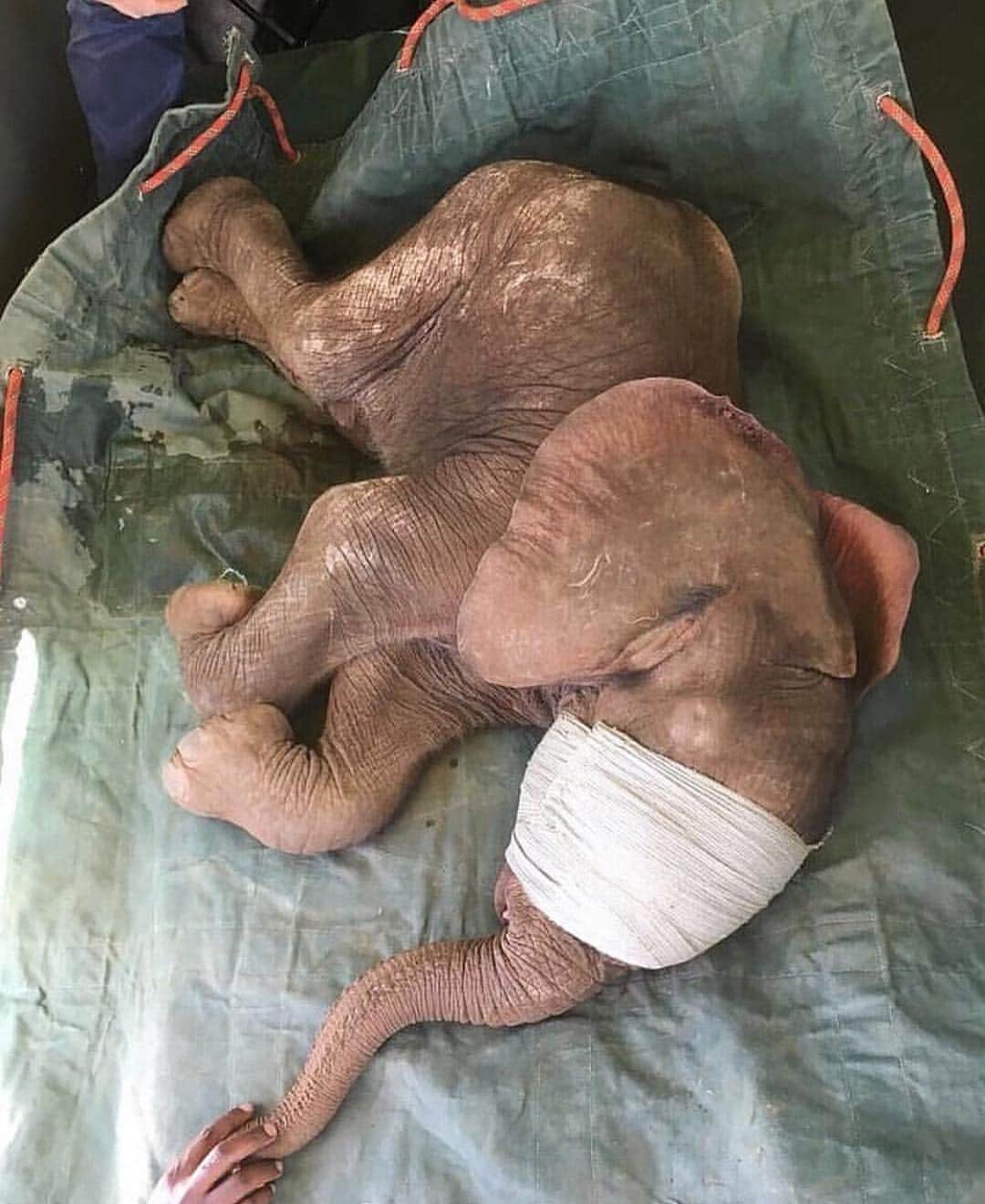 WildLifeさんのインスタグラム写真 - (WildLifeInstagram)「Tiny baby elephant airlifted to #Reteti elephant sanctuary - just one month old this little ele was abandoned - likely due to the heavy rains - and efforts to locate his family were in vain. Found wondering alone at @loisaba_conservancy and in good health, he’ll now have a 2nd chance at Reteti, joining many other orphans, and eventually released back into the wild. Thanks to @batian_kenya and the 51 Degrees team, the keepers at Reteti and @matthewmutinda of KWS, for always being there. Thanks to Doungu Smith for the photos 📸 and for piloting our #cessnacaravan. #conservationinaction #laikipia #bushflying #saveourelephants 🐘🐘🐘photo and caption by @tropicairkenya found via @wildlifeplanet」4月6日 11時06分 - wildlifepage