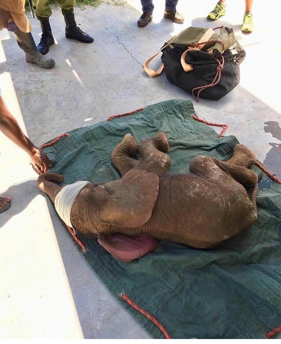 WildLifeさんのインスタグラム写真 - (WildLifeInstagram)「Tiny baby elephant airlifted to #Reteti elephant sanctuary - just one month old this little ele was abandoned - likely due to the heavy rains - and efforts to locate his family were in vain. Found wondering alone at @loisaba_conservancy and in good health, he’ll now have a 2nd chance at Reteti, joining many other orphans, and eventually released back into the wild. Thanks to @batian_kenya and the 51 Degrees team, the keepers at Reteti and @matthewmutinda of KWS, for always being there. Thanks to Doungu Smith for the photos 📸 and for piloting our #cessnacaravan. #conservationinaction #laikipia #bushflying #saveourelephants 🐘🐘🐘photo and caption by @tropicairkenya found via @wildlifeplanet」4月6日 11時06分 - wildlifepage