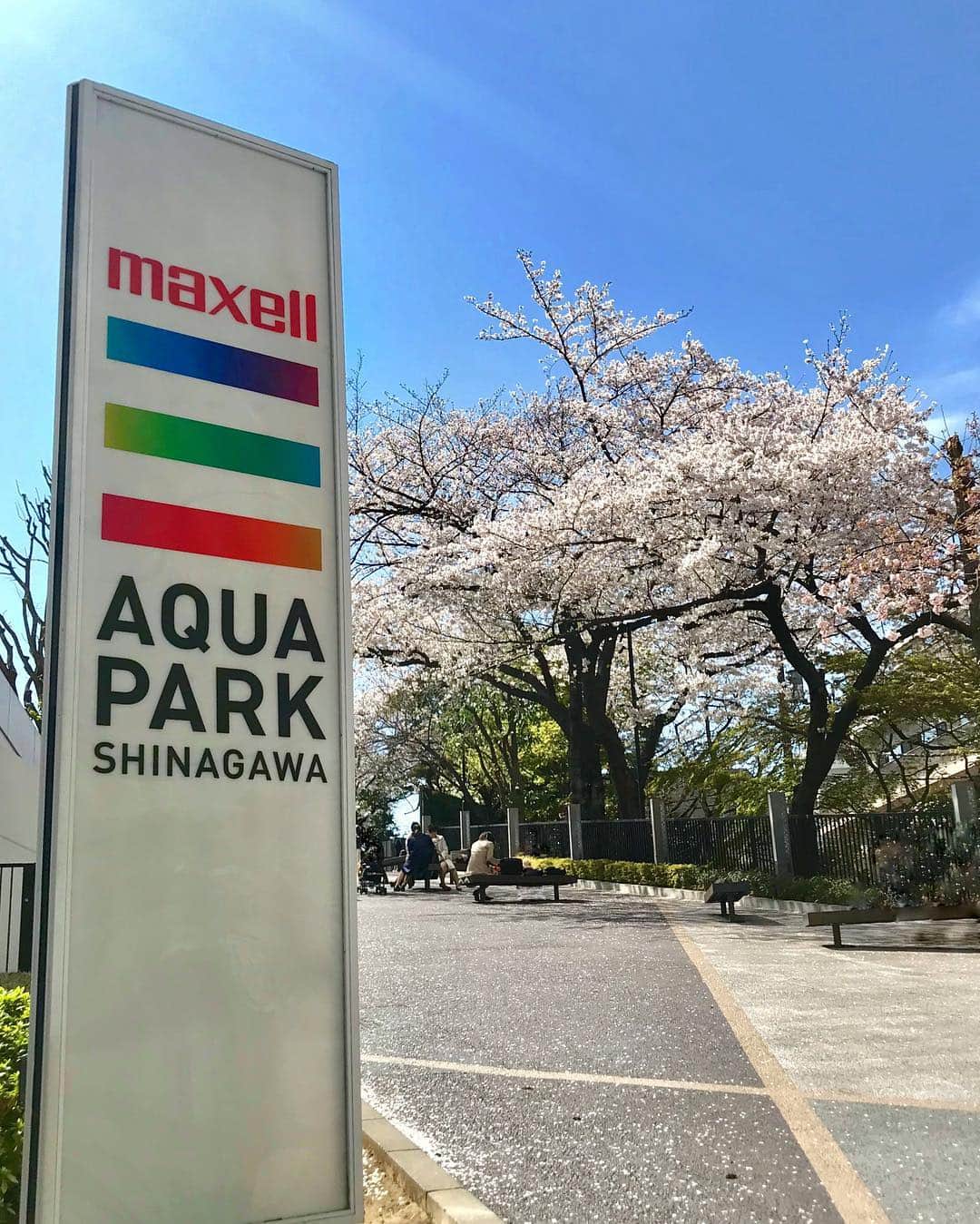アクアパーク品川さんのインスタグラム写真 - (アクアパーク品川Instagram)「当館入口前「いちょう坂」の桜が満開となりました🌸  館内では 【SAKURA AQUARIUM-Directed BY NAKED-】開催中🐬⁣ 2019年4月21日まで  今週末は、自然とデジタル、趣異なる美しいSAKURAを、ぜひどちらもお楽しみください⁣⭐️ ･ #マクセルアクアパーク品川 #MaxellAquaParkShinagawa #MaxellAquaPark品川⁣ #アクアパーク #aquapark #アクアパーク品川 #aquaparkshinagawa ⁣ #都市型水族館 #水族館 #TheEntertainmentAquarium ⁣ ･⁣ #SAKURAAQUARIUM #aquarium #サクラアクアリウム ⁣#品川プリンスホテル #いちょう坂 #nakedinc #フォトジェニック #インスタ映え #お花見 #花見 #cherryblossomviewing #桜 #sakura #Beautiful⁣ #春 #開花⁣」4月6日 11時06分 - aquapark_official