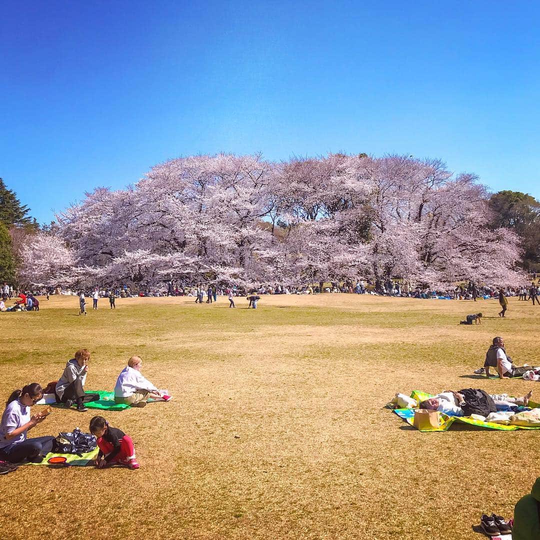 のインスタグラム：「🌸🌸🌸🌸🌸 Spring has come !  #砧公園」