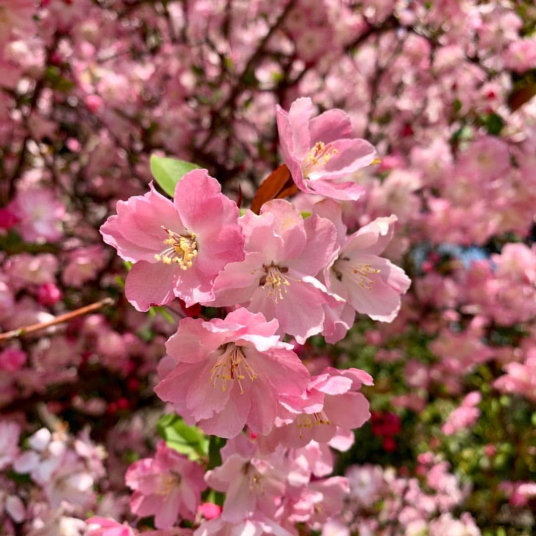大石 征裕さんのインスタグラム写真 - (大石 征裕Instagram)「大隈庭園」4月6日 10時59分 - oishi_masahiro