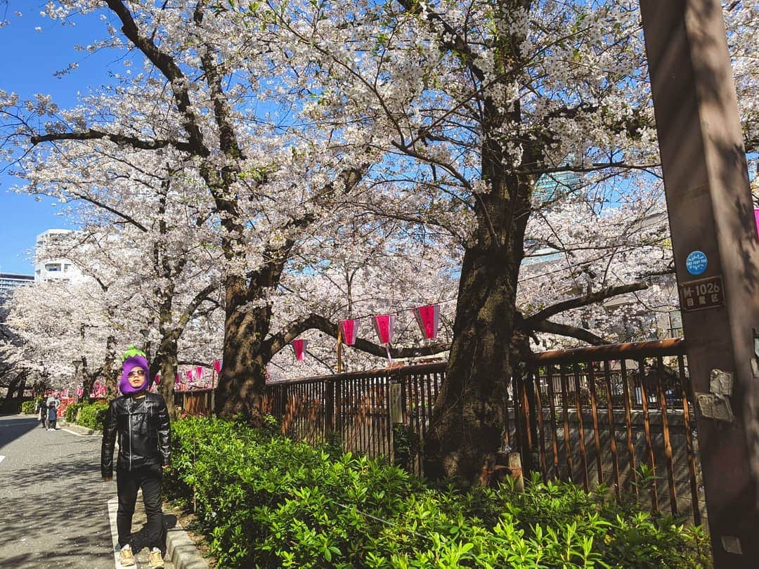 川原克己 さんのインスタグラム写真 - (川原克己 Instagram)「#花見」4月6日 10時59分 - tenjikunezumikawahara