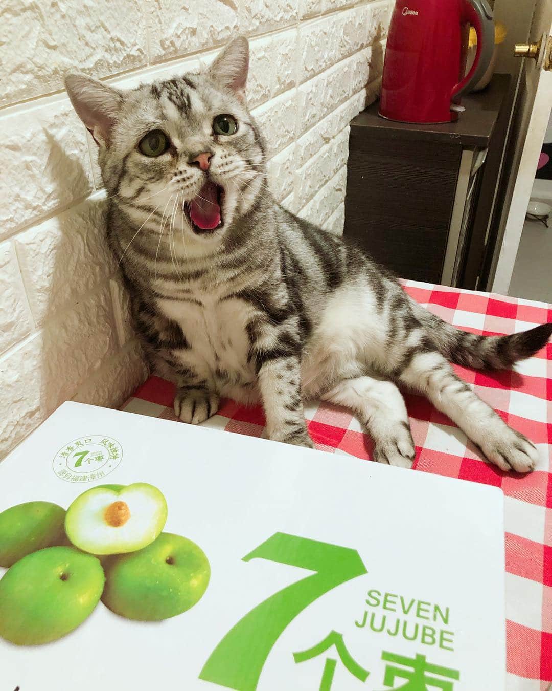 ルフさんのインスタグラム写真 - (ルフInstagram)「#luhu:"i don't like this fruit ! i wanna #meatcans here !!" - - #cat #cute #catsofinstagram #angel #adorable #lovely #sadcat」4月6日 11時12分 - lanlan731
