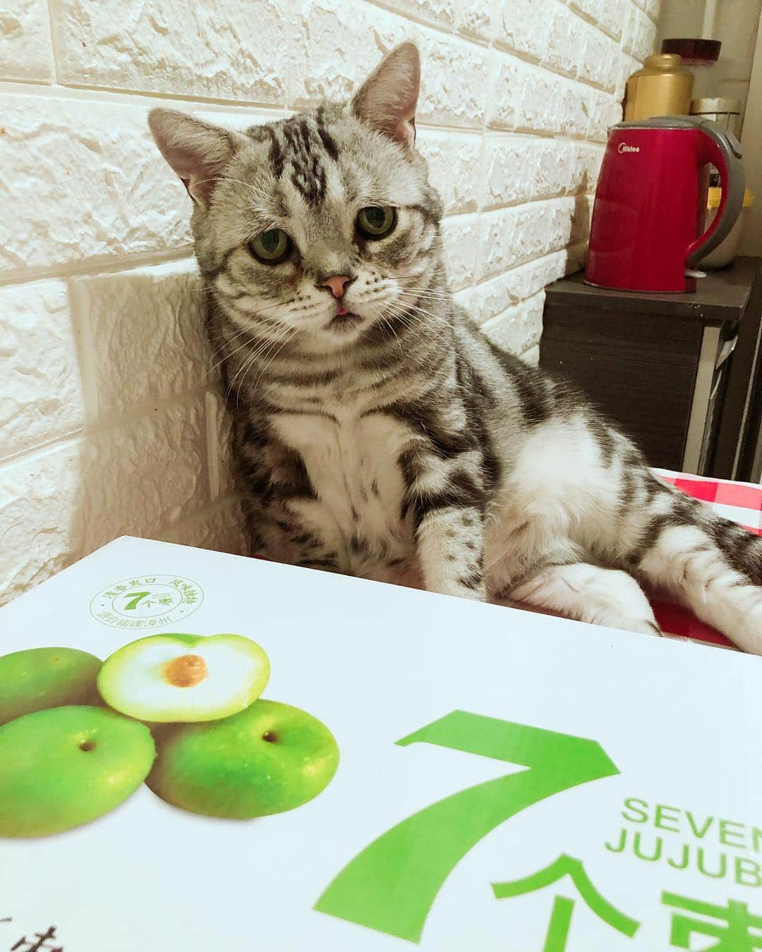ルフさんのインスタグラム写真 - (ルフInstagram)「#luhu:"i don't like this fruit ! i wanna #meatcans here !!" - - #cat #cute #catsofinstagram #angel #adorable #lovely #sadcat」4月6日 11時12分 - lanlan731
