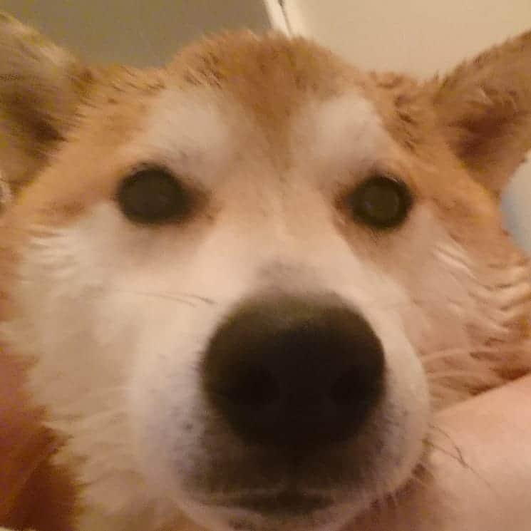 柴犬⭐️サスケさんのインスタグラム写真 - (柴犬⭐️サスケInstagram)「こんにちワン #誕生日シャンプー#イソップ#シャンプー#4歳と1日#💩#快便 #犬バカ部#柴犬#赤柴#わんだフォ#愛犬#犬ら部#ふわもこ部#しばいぬ#日本犬#🐕📷#shibagram#shibastagram#Japanesedog#시바견#시바이누#시바스타그램#kaumo#pecoいぬ部#柴北会#family#dog#shibainu#shiba」4月6日 16時46分 - shiba20150405