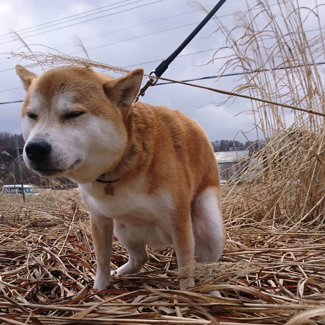 柴犬⭐️サスケさんのインスタグラム写真 - (柴犬⭐️サスケInstagram)「こんにちワン #誕生日シャンプー#イソップ#シャンプー#4歳と1日#💩#快便 #犬バカ部#柴犬#赤柴#わんだフォ#愛犬#犬ら部#ふわもこ部#しばいぬ#日本犬#🐕📷#shibagram#shibastagram#Japanesedog#시바견#시바이누#시바스타그램#kaumo#pecoいぬ部#柴北会#family#dog#shibainu#shiba」4月6日 16時46分 - shiba20150405