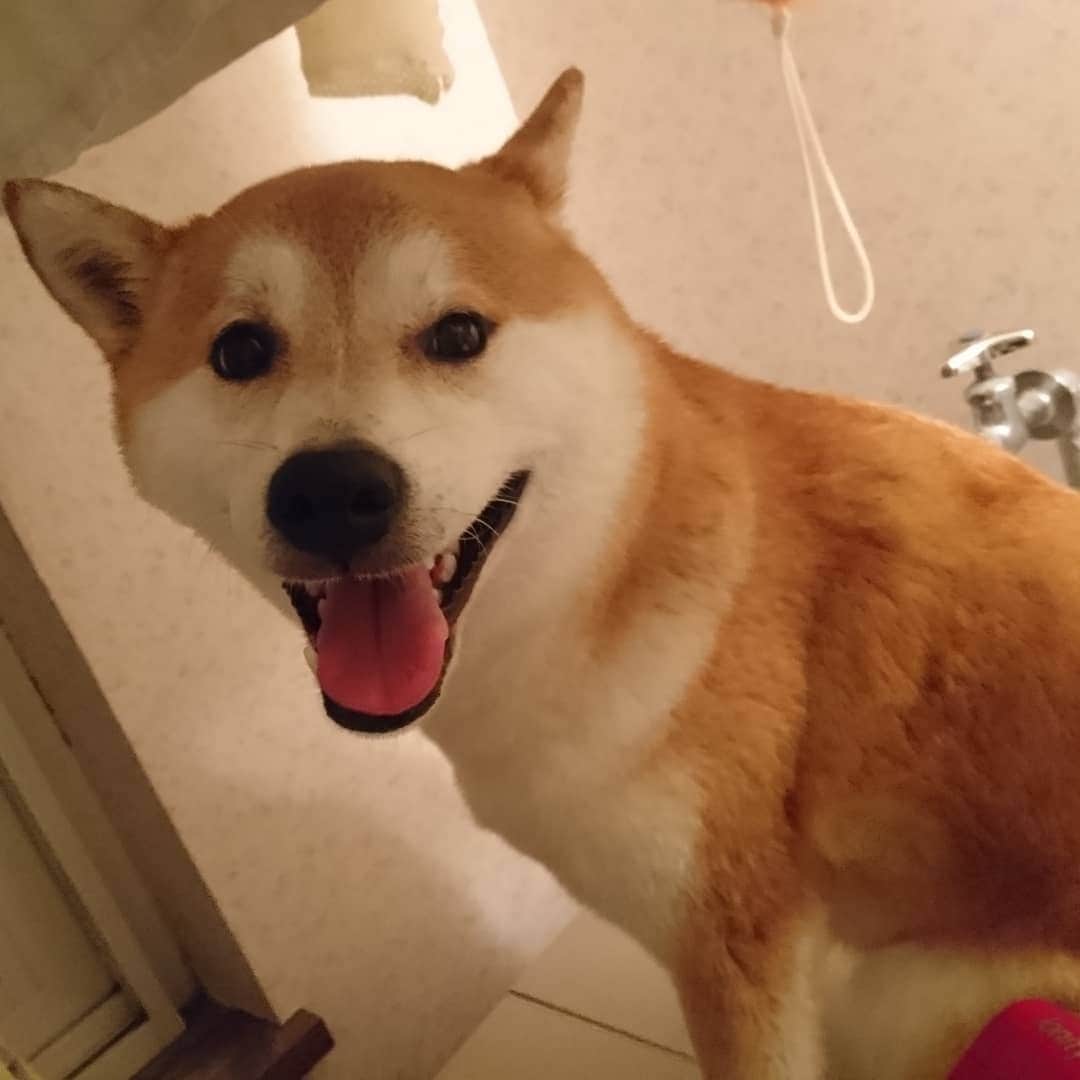 柴犬⭐️サスケさんのインスタグラム写真 - (柴犬⭐️サスケInstagram)「こんにちワン #誕生日シャンプー#イソップ#シャンプー#4歳と1日#💩#快便 #犬バカ部#柴犬#赤柴#わんだフォ#愛犬#犬ら部#ふわもこ部#しばいぬ#日本犬#🐕📷#shibagram#shibastagram#Japanesedog#시바견#시바이누#시바스타그램#kaumo#pecoいぬ部#柴北会#family#dog#shibainu#shiba」4月6日 16時46分 - shiba20150405