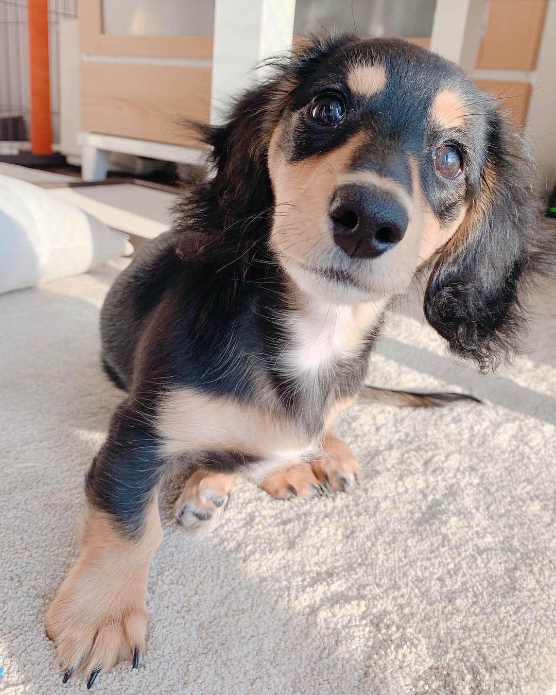高原愛のインスタグラム：「可愛いなぁ…😍🍑🐶もうすぐ4カ月。もう三キロ超え…😅 ぐんぐん成長中！！！！ #cute#cutie#lovely#newfriend#kindness#happy#dachshund#dachshunds#dachshundpuppy#dachshund_love  #dachshundlove#doxie#doxiepuppies#doxieworld#dog#dogstagram#petstagram#pet#pets#puppy#sweetie#woof#ダックス#ダックスフンド#子犬#短足部#🐶#🍑」