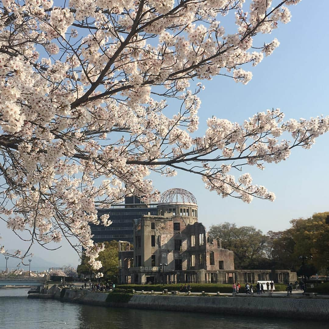 沢瀉美緒さんのインスタグラム写真 - (沢瀉美緒Instagram)「※ Full blooming ✨ . 先週来た時は蕾だったけど 今回は満開🌸 . 今年は広島でのお花見💛 . . #hiroshima #広島 #hanami #花見 #原爆ドーム #桜 #sakura #cherryblossom」4月6日 16時44分 - mio_omodaka