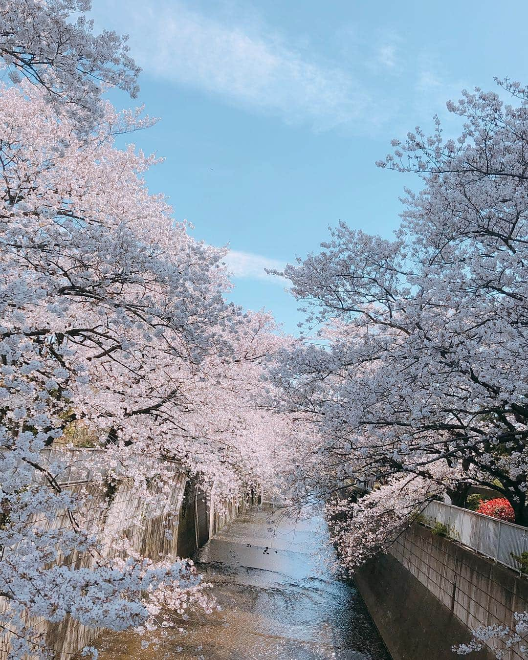 そうすけさんのインスタグラム写真 - (そうすけInstagram)「芸人草野球リーグ  Gリーグが今年も開幕  元々サンドウィッチマン伊達ちゃんが作ったチームだったけど、忙しくてなかなか伊達ちゃんが来れないため このハゲが見てるチーム  昨年は久しぶりの優勝 今年2連覇を目指す！  チームは勝利し良いスタートを切った  しかしこのハゲは この後打たれるとも知らず、悠々と肩慣らしキャッチボールしている  6回から登板し1失点(*_*) 年老いたな〜  反省したハゲは 試合後に川沿いで花見して帰った  #草野球 #開幕 #芸人リーグ #サンドウィッチマン #伊達ちゃん #全部で9チーム #ピッチャー #元愛媛マンダリンパイレーツ #独立リーグ #ハゲは帽子被らないと日焼けする #自分の照り返しで焼けちゃう #そうすけ」4月6日 11時15分 - sosuke_hagedayo