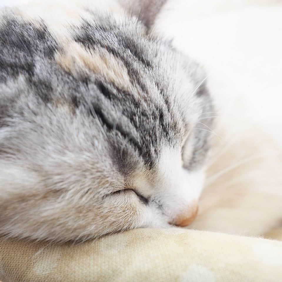 ホタテ＆クラム＆シラスのインスタグラム：「仕事をしていたらいつのまにかヨコに来て寝てた^ ^ #cat #neko #ScottishFold #猫 #ねこ #スコティッシュフォールド #catstagram #instagram #instagramjapan #ig_japan #igersjp」