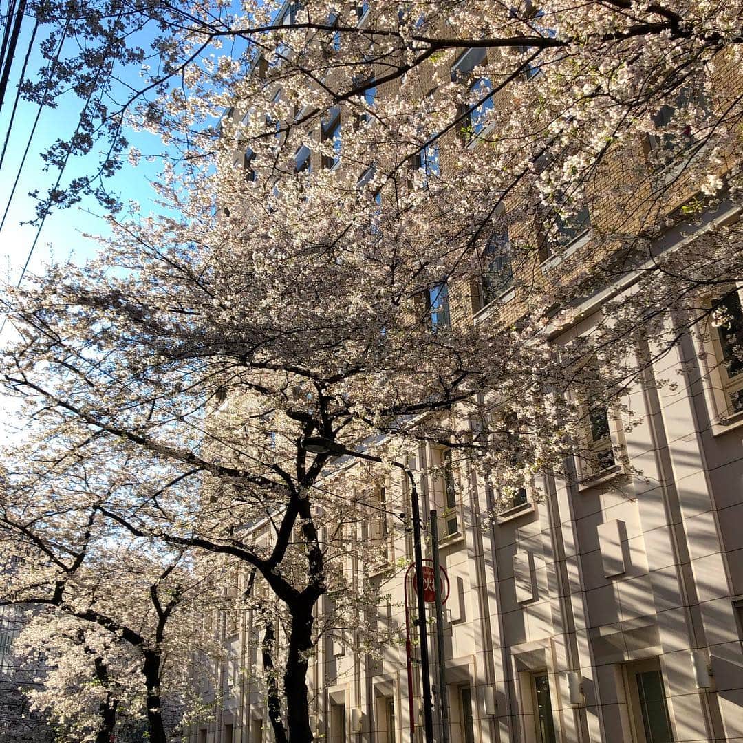 園崎未恵さんのインスタグラム写真 - (園崎未恵Instagram)「#Sakura2019」4月6日 11時26分 - miemiemie0207