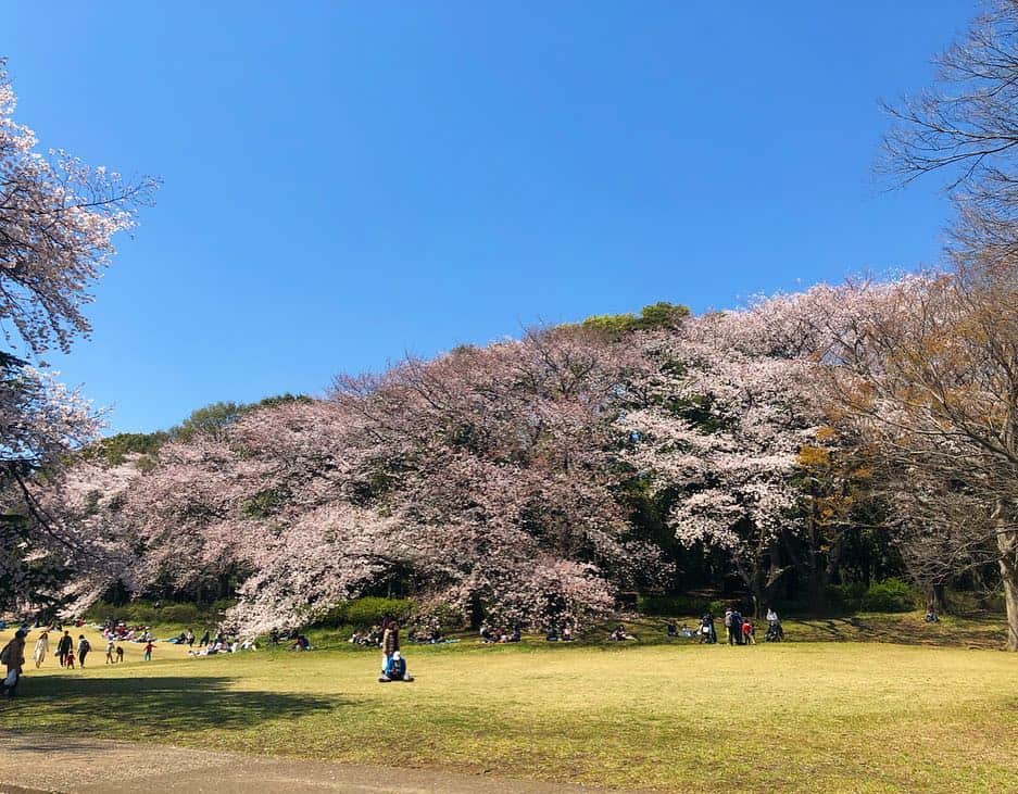夏美さんのインスタグラム写真 - (夏美Instagram)「1年間ずっと楽しみにしてたお花見🌸🌸🌸楽しみが一つ終わってしまうのはなんとなく寂しいけどまた1年楽しみができたからいっか❗️❗️笑♪皆さんお花見行きました？？今年は桜長持ちしてるから嬉しいですよね〜🌸💓 #お花見  #砧公園  #ピクニック  #ohanami  #kinutapark  #tokyo」4月6日 11時49分 - natsumisaito333