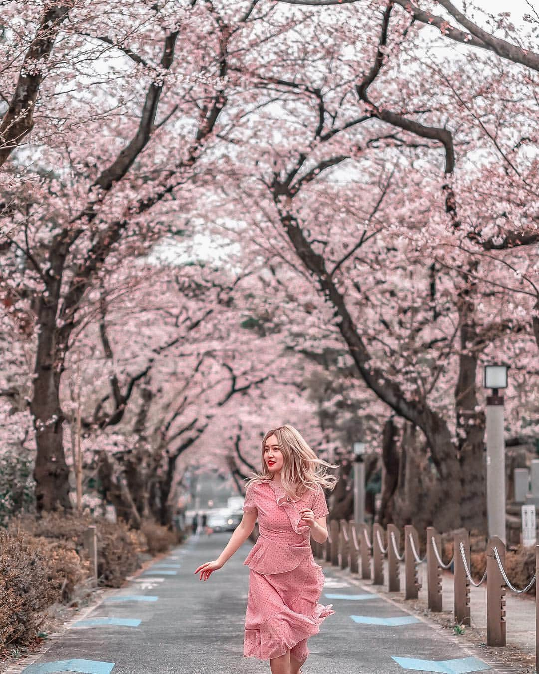 Stella Leeさんのインスタグラム写真 - (Stella LeeInstagram)「Gotta catch up with all the sakura posts. I have too many pictures to be posted. How many times should I post in a day? . This place used to be one of the most popular sakura spots in Tokyo, however the way Instagram shapes our sightseeing has changed the no 1 sakura spot in Tokyo to other places such as Nakameguro. Aoyama Cemetery is located near Roppongi area and it’s less crowded than any other normal sakura spots. However the whole pedestrian walks were covered with full bloomed sakura, and it’s breathtaking」4月6日 11時49分 - stellalee92