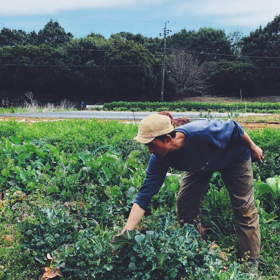 &imaのインスタグラム：「今朝は有機野菜農家〈農園こえる〉からのらぼう菜、ブロッコリー、にんじんが届きました。週末のランチタイム限定メニュー、サラダビュッフェでお召し上がりいただけます！ バーニーズ ニューヨーク横浜店7階でお待ちしております。 #andima #salad #農園こえる #有機野菜 #元町中華街 #横浜」