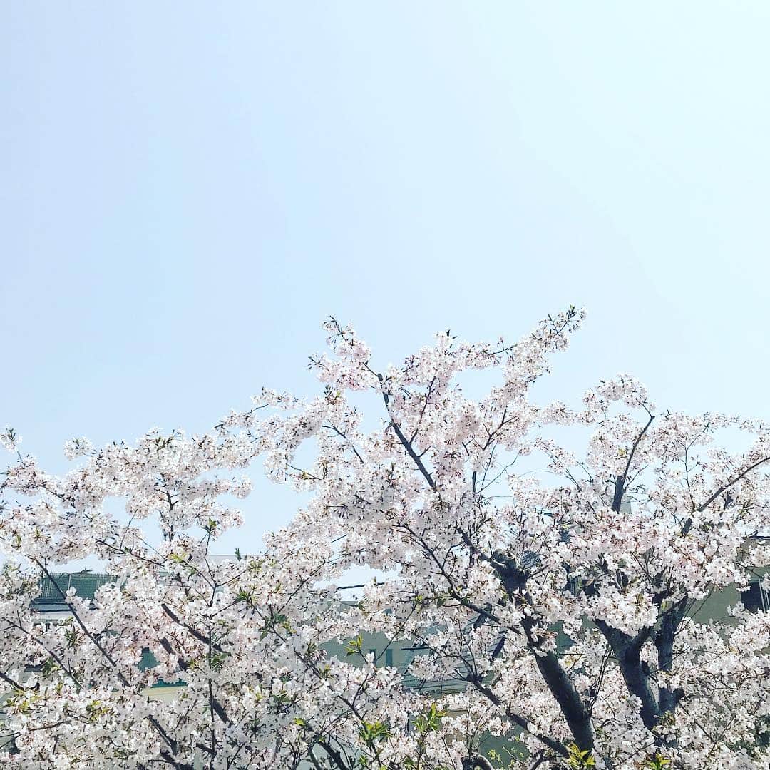 佐野史郎のインスタグラム：「女子っぽい、ハイキーの桜、むずかしいなあ🌸」