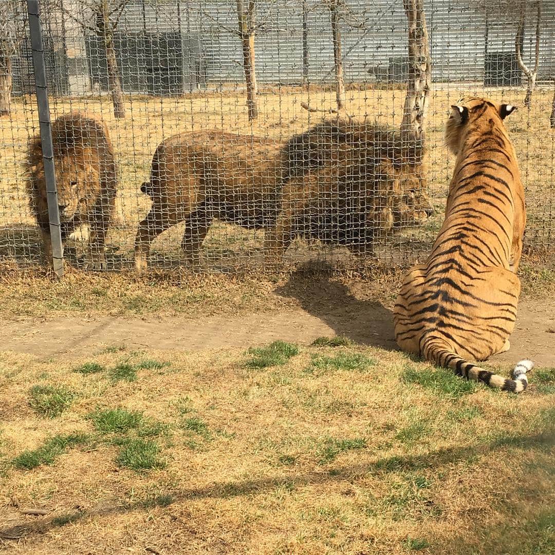 Black Jaguar-White Tiger さんのインスタグラム写真 - (Black Jaguar-White Tiger Instagram)「Niki Liki saying hi to Luke and Han :) #TheBigPrideBJWT #SaveLions  Pic by @kathryn.evd」4月6日 11時46分 - blackjaguarwhitetiger