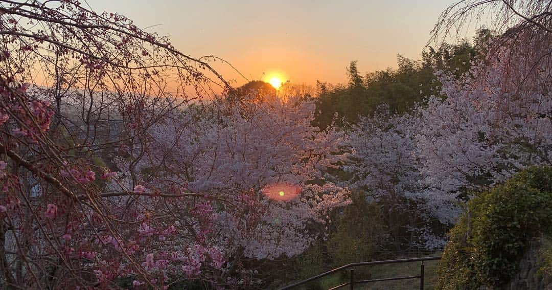 都乃さんのインスタグラム写真 - (都乃Instagram)「三重県は伊勢神宮と、天の岩戸登山、 そして、奈良県は大神神社と、三輪山登山に行ってきたんだ🗻🧳🌅✨🌈🙏 まだ、三重と奈良は桜は満開前だったけれど 夕日と相まってとても綺麗だった🌸😌 とある場所では 樹齢何千年位の大きな杉の木がすごい力強かった🌲🐉🍃 初めて見るものにたくさん、 感動した🌅✨ したことが無い事をしてみたい 見たことがないものを見てみたい  そして、 それを感じる度に 自分の中にある小さな固定概念がとれたり 視野が広がっていく気がする。。🦚 とても大きいものやパワフルなものの前では  自分がとてもちっぽけに感じたりするけどそれは逆に どんな悩みも、この大きな地球では些細なことなんじゃないかって思って  軽くなるんだ😁✨ ただ、全身筋肉痛🤣🤣🤣 ただいま、東京🥳🎉 #japanesegirl #trip #narajapan #isejingu #beautifulworld」4月6日 11時50分 - tonomotono