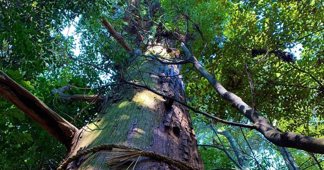 都乃さんのインスタグラム写真 - (都乃Instagram)「三重県は伊勢神宮と、天の岩戸登山、 そして、奈良県は大神神社と、三輪山登山に行ってきたんだ🗻🧳🌅✨🌈🙏 まだ、三重と奈良は桜は満開前だったけれど 夕日と相まってとても綺麗だった🌸😌 とある場所では 樹齢何千年位の大きな杉の木がすごい力強かった🌲🐉🍃 初めて見るものにたくさん、 感動した🌅✨ したことが無い事をしてみたい 見たことがないものを見てみたい  そして、 それを感じる度に 自分の中にある小さな固定概念がとれたり 視野が広がっていく気がする。。🦚 とても大きいものやパワフルなものの前では  自分がとてもちっぽけに感じたりするけどそれは逆に どんな悩みも、この大きな地球では些細なことなんじゃないかって思って  軽くなるんだ😁✨ ただ、全身筋肉痛🤣🤣🤣 ただいま、東京🥳🎉 #japanesegirl #trip #narajapan #isejingu #beautifulworld」4月6日 11時50分 - tonomotono