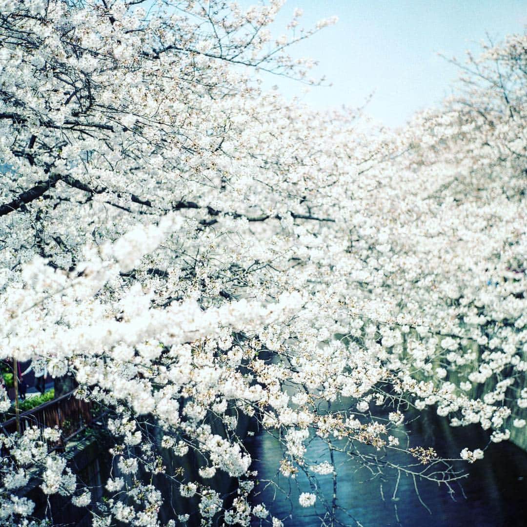 のインスタグラム：「.﻿ 2019.04.06﻿ ﻿ gᵒᵒᒄ ᵅfᵗᵉʳᐢᵒᵒ ᐢ +*..。﻿ ﻿ ﻿ 今年は見れないソメイヨシノ﻿ やっぱり見たーーい﻿ はぁー、見たい(✿◡‿◡ฺ) ﻿ 私もりっぱな日本人だ！﻿ ﻿ 来年こそは見に行ってやる（笑）﻿ ﻿ ﻿ ﻿ *・゜゜・*:.。..。.:*・゜・*:.。. .。.:*・゜゜・**・゜** ﻿ #rolleiflex28f﻿ #ローライ会﻿ #yuyu_tokyo ﻿ #ソメイヨシノ﻿ #桜﻿ #🌸﻿」