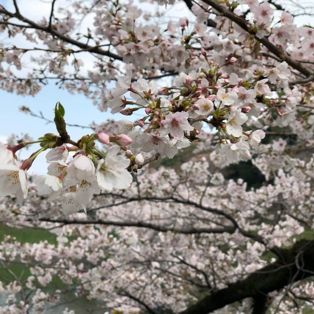 八島諒さんのインスタグラム写真 - (八島諒Instagram)「. すっかり春ですね。 平成最後の桜って思うと より儚さを感じるなあ。 そろそろ散っていっちゃう🥺 . . #春 #桜 #お花見 #千鳥ヶ淵 #えもい」4月6日 11時53分 - ryo_yashima