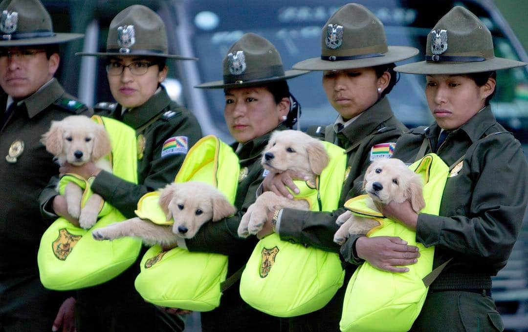 NBC Newsさんのインスタグラム写真 - (NBC NewsInstagram)「Female officers introduce a litter of Golden Retriever puppies to be trained as police dogs, during a skills presentation of the K-9 unit for the leadership, in La Paz, Bolivia, Friday. . 📷 @juankarita / @apnews」4月6日 11時56分 - nbcnews