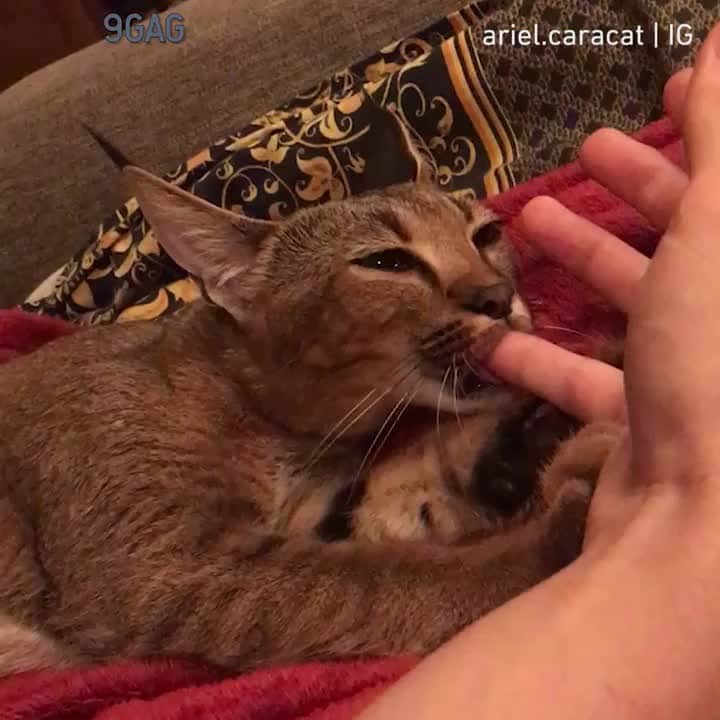 Aww Clubのインスタグラム