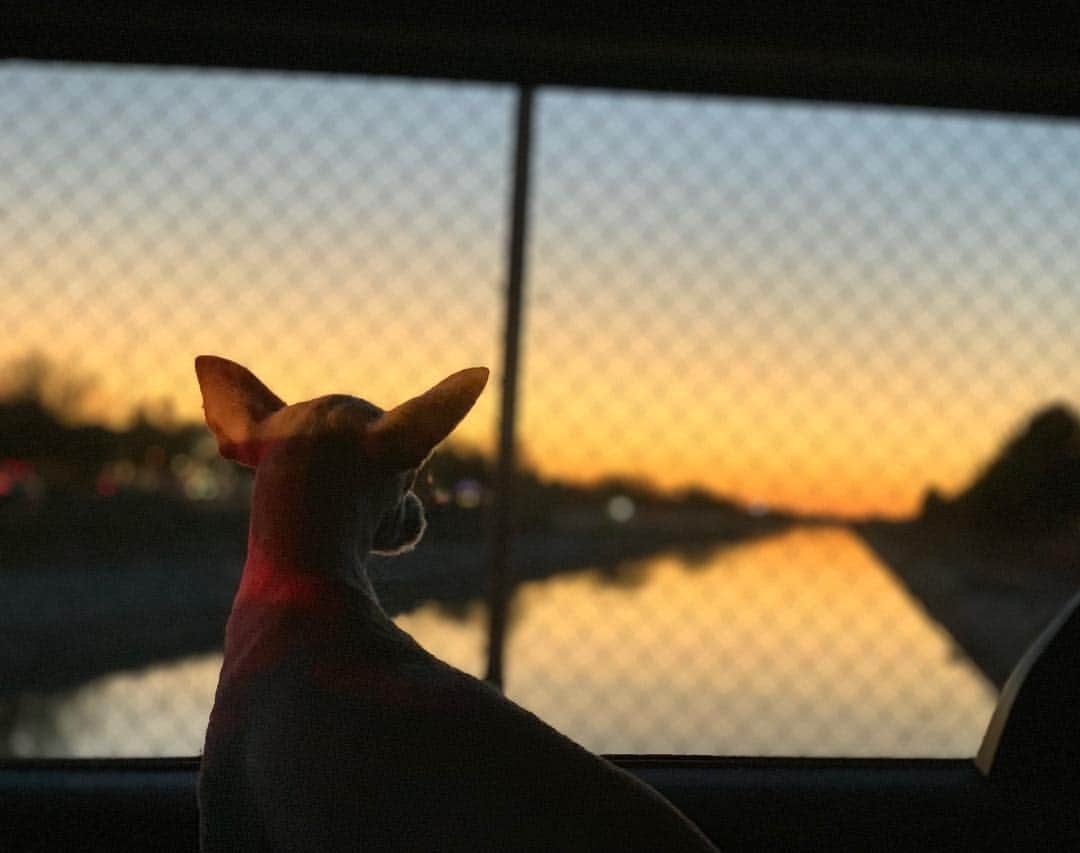 横峯さくらさんのインスタグラム写真 - (横峯さくらInstagram)「なんとか予選を通ることができました🙌 あと2日で順位を上げていきます💪 トロも元気にトーナメントをまわっています🐕今週のホテルのそばにはドッグパークがあって遊びに行くのが日課です🍀嬉しそうなトロを見るとパワーもらえますね😊  #palmsprings #anainspiration #ana #ゴルフ #女子ゴルフ #女子プロゴルファー #パームスプリングス #保護犬 #シェルター犬 #トロ #ドッグパーク #panelforlife #christelvieensemblefoundation」4月6日 12時03分 - sakura_yokomine