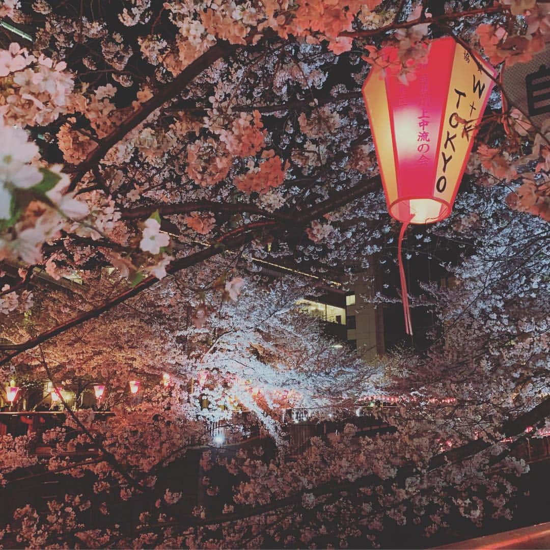 村雨辰剛さんのインスタグラム写真 - (村雨辰剛Instagram)「仕事帰りに夜桜。🌸」4月6日 12時04分 - tatsumasa.murasame