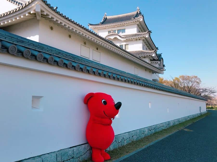 チーバくんのインスタグラム