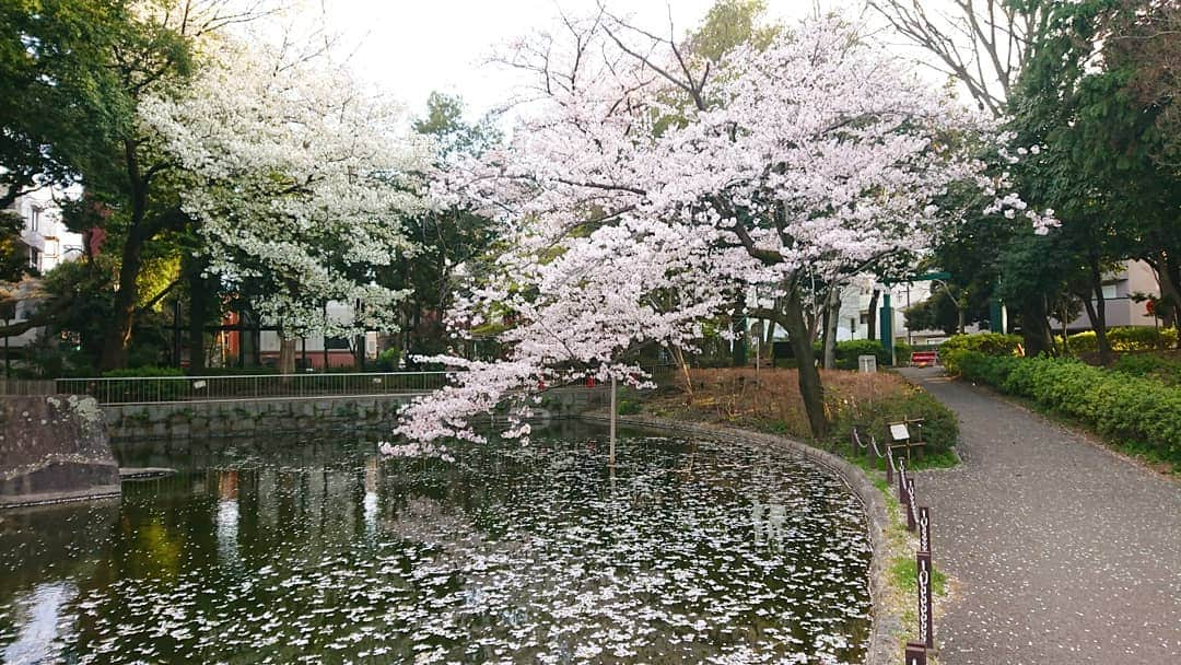 桜花さんのインスタグラム写真 - (桜花Instagram)「桜ひらひら🌸  木に咲くふわふわ桜も 水面に浮かぶ花びらも 緑がキラッとする葉桜も  ぜんぶ好きです＼(^^)／✨ 本日もナイスな１日にいたしましょ✨  写真は昨日です🍀髪を染めました🍀  #桜  #桜吹雪  #cherrybrossam #sakura  #和  #花筏  #ピンク #桃色  #さくら #春  #初夏  #葉桜  #ナイスな１日を」4月6日 12時08分 - mountainohka