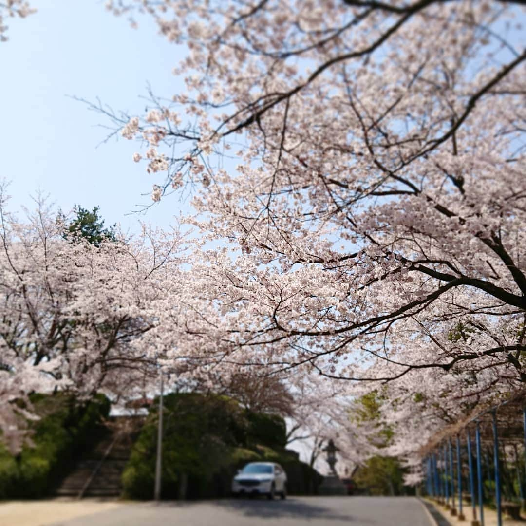 柴子さんのインスタグラム写真 - (柴子Instagram)「桜サク #桜　#サクラ　#cherryblossom」4月6日 12時09分 - senogawadogs