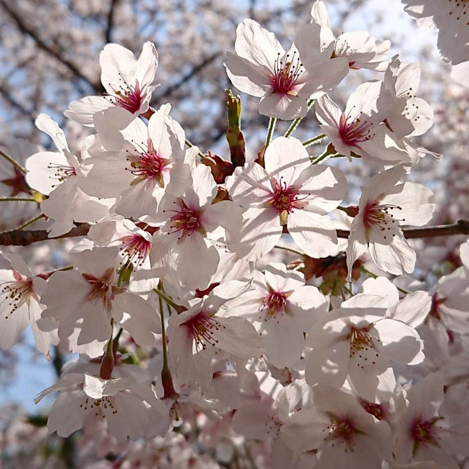 柴子さんのインスタグラム写真 - (柴子Instagram)「桜サク #桜　#サクラ　#cherryblossom」4月6日 12時09分 - senogawadogs