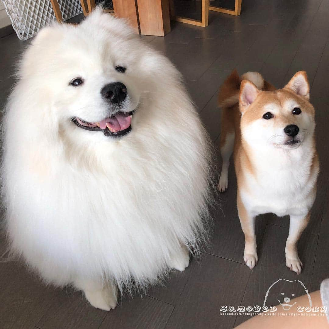 Alex Toさんのインスタグラム写真 - (Alex ToInstagram)「Waiting for snacks 😄😄😄 #cute #dog #doglover #dogsofinstagram #dogoftheday #dogofthedayjp #dogstagram #fluffy #hkig #hongkong #ilovemydog #instadog #instagood #instamood #instagraphy #shibainu #samoyedoninstagram #pet #petlovers #petsofinstagram #petstagram #photooftheday #puppy #pupsofinstagram #samoyed #samoyedsofinstagram #webstagram #犬 #サモエド」4月6日 12時16分 - alexto