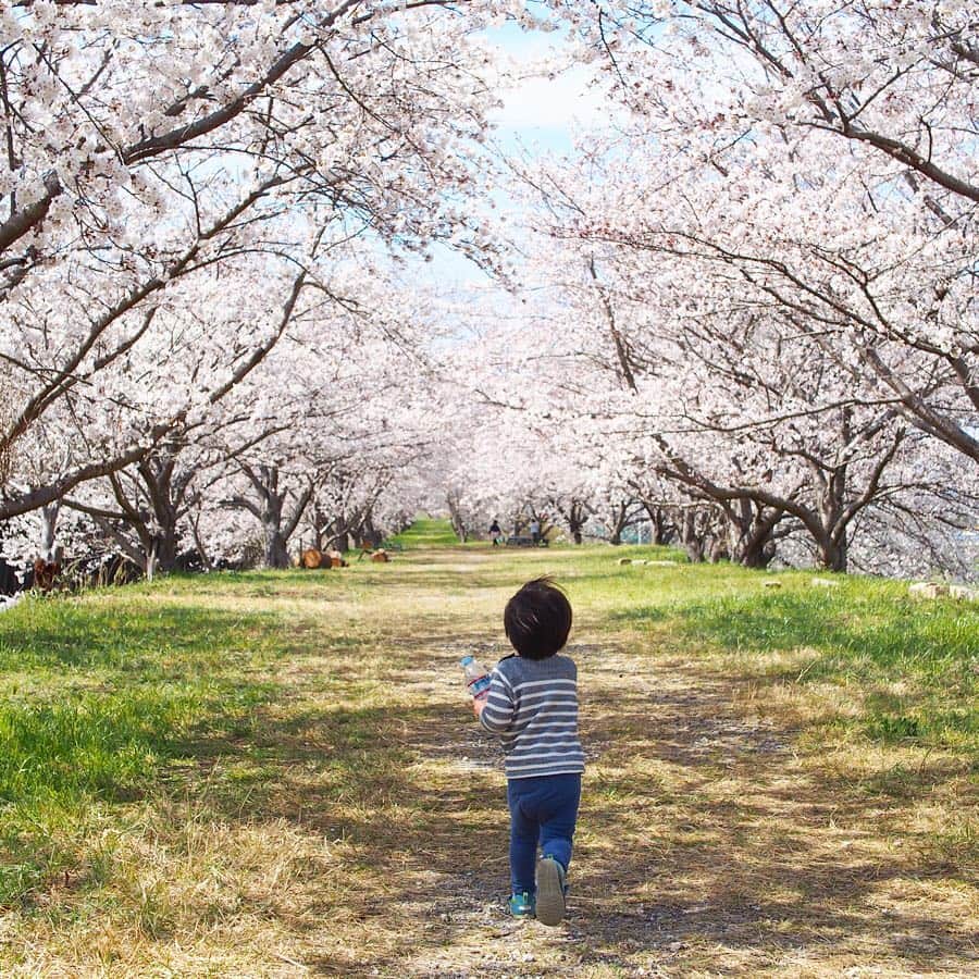 木村涼子さんのインスタグラム写真 - (木村涼子Instagram)「2019.4.6 昨日のお花見🌸 #桜 #お花見」4月6日 12時16分 - kimuryou